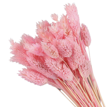 Dried Pampas Flower