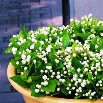 100+ Climbing Jasmine Flower Seeds