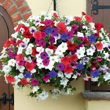 6 Color Mix Petunia Seeds