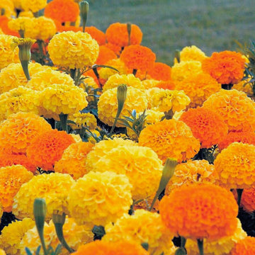 Marigold Seeds