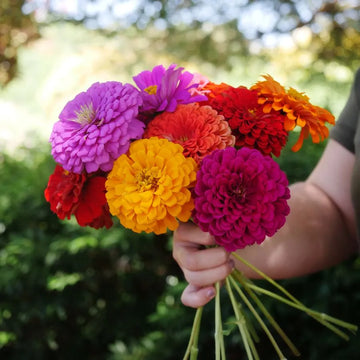 5 Color Zinniam Mix Seeds