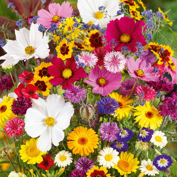 1000 Wildflower seeds Flower Seed Mix